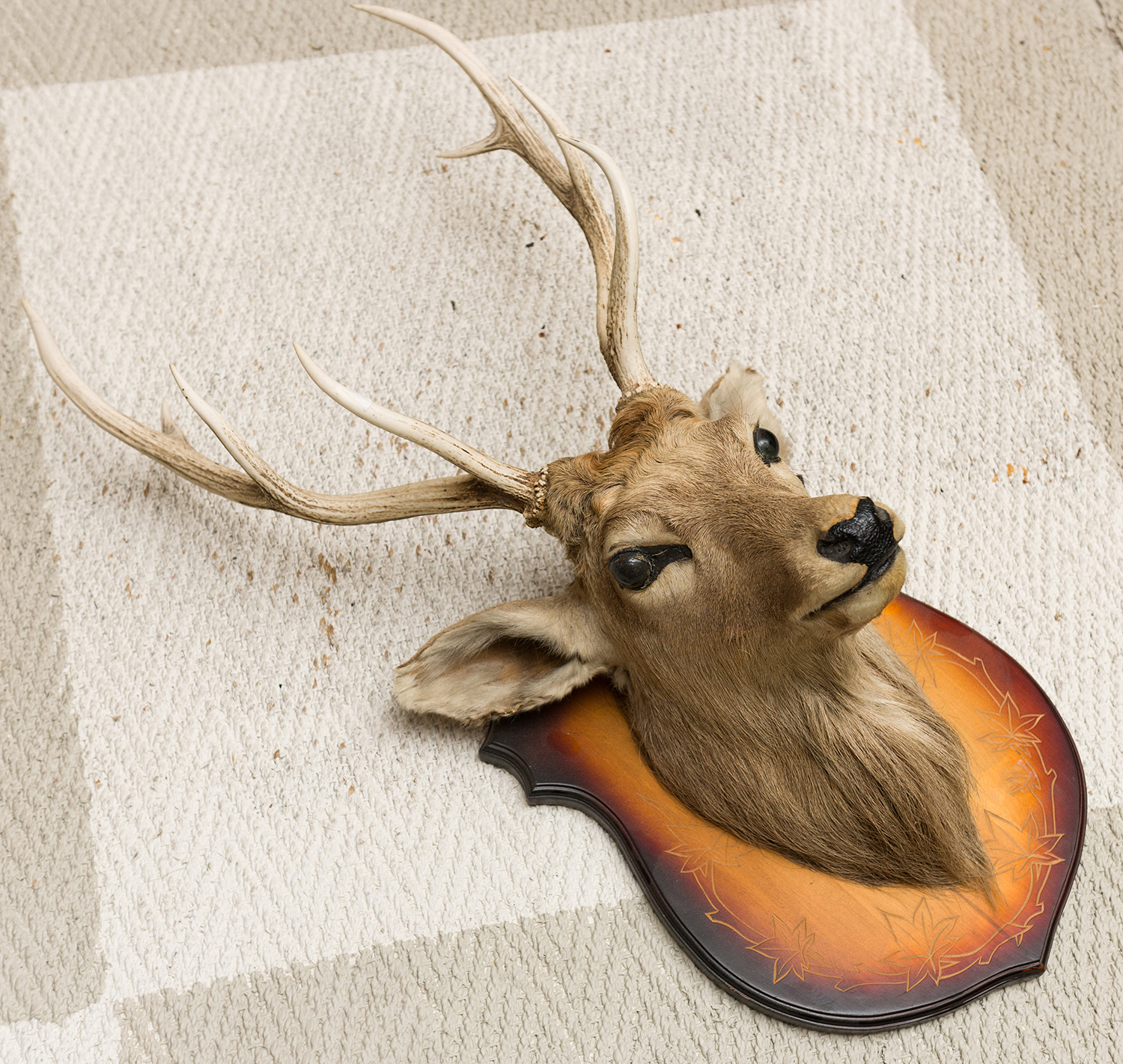 Appraisal: A TAXIDERMIED SHIELD-MOUNTED SIKA DEER HEAD h x w x