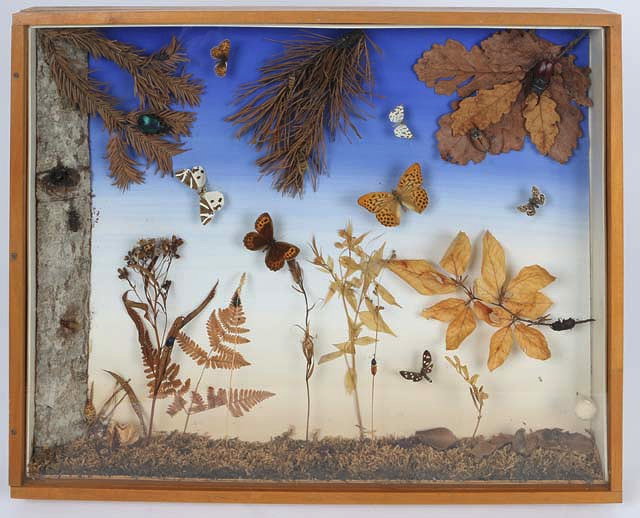 Appraisal: A DISPLAY CASE showing flora and fauna to be found