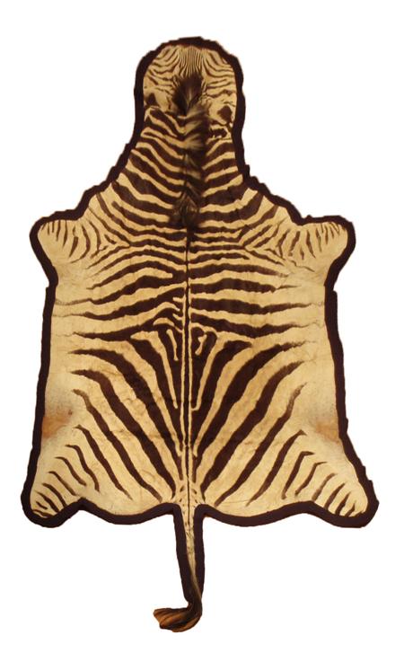 Appraisal: An early th century zebra skin rug on black baize