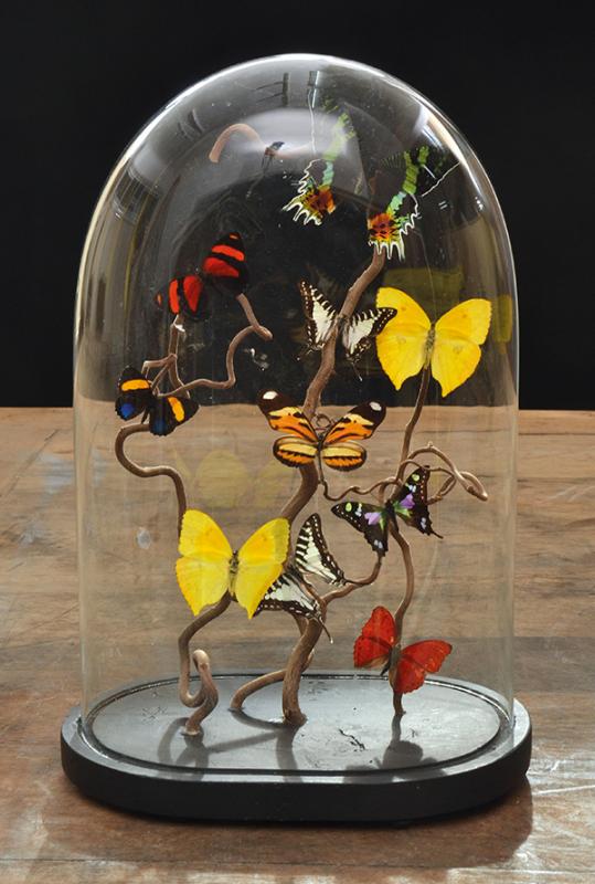 Appraisal: DIORAMA OF BUTTERFLY SPECIMENS UNDER GLASS DOME CM HIGH DIORAMA