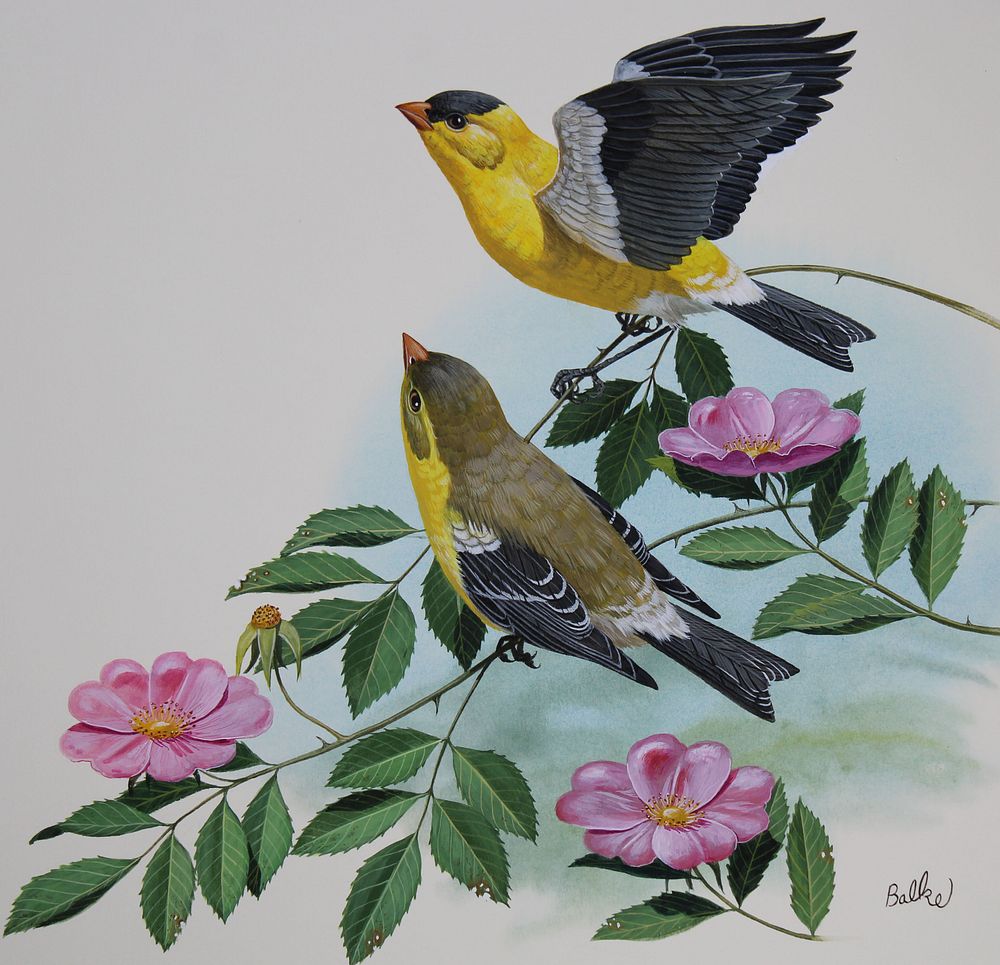 Appraisal: Don Balke B Eastern Goldfinch Don Balke North Carolina B