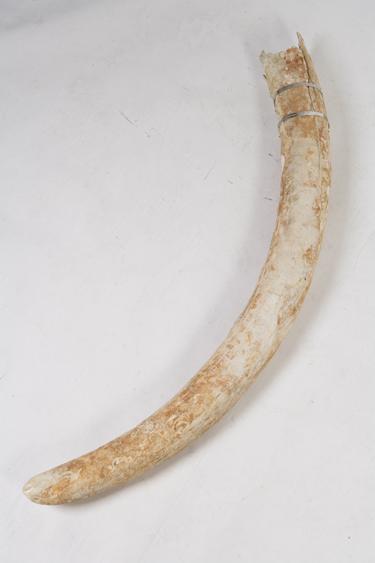 Appraisal: A LARGE ELEPHANT TUSK recovered from the Hope a Dutch