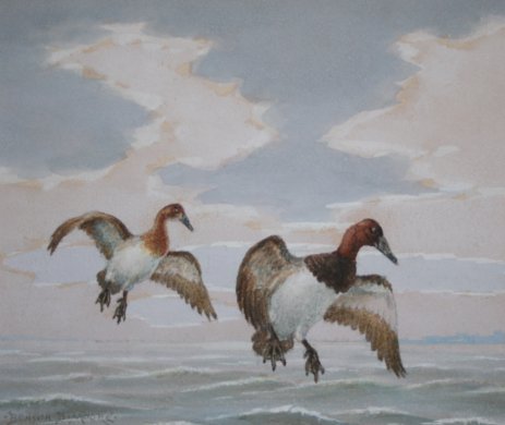 Appraisal: MOORE Benson Bond American - ''Canvasbacks'' W C sight size