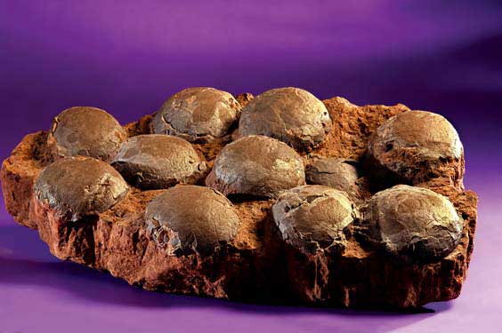 Appraisal: AN INTRIGUING NEST OF ELEVEN DINOSAUR EGGS Hadrosaur sp Duck-Billed