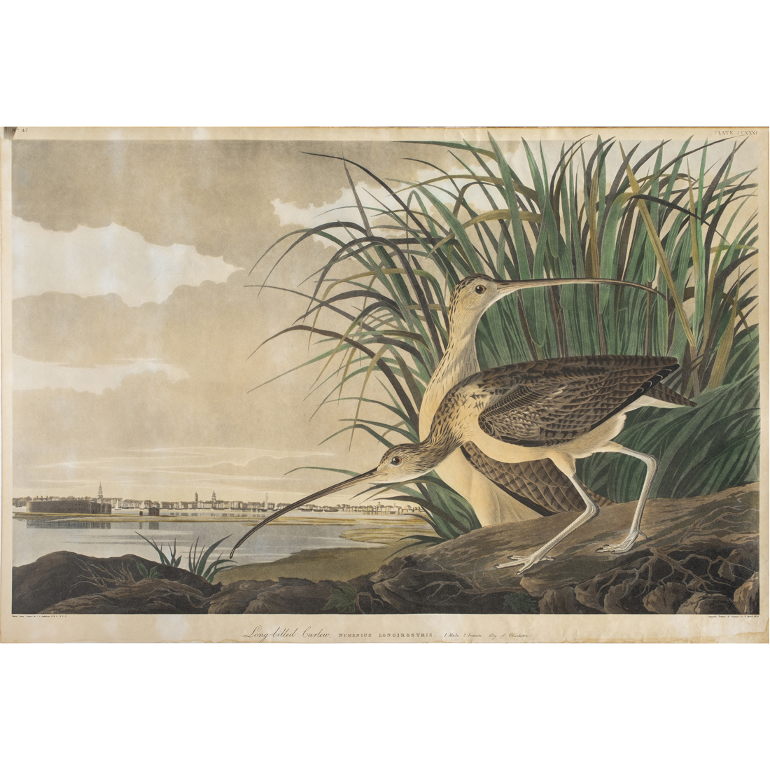 Appraisal: After John James Audubon American - Long-billed Curlew Plate No