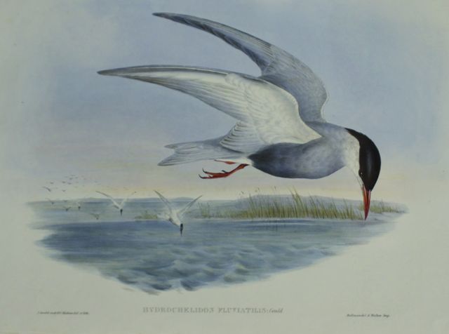 Appraisal: Marsh Tern Hydrochelidon Fluviatilis Light foxing on right edge