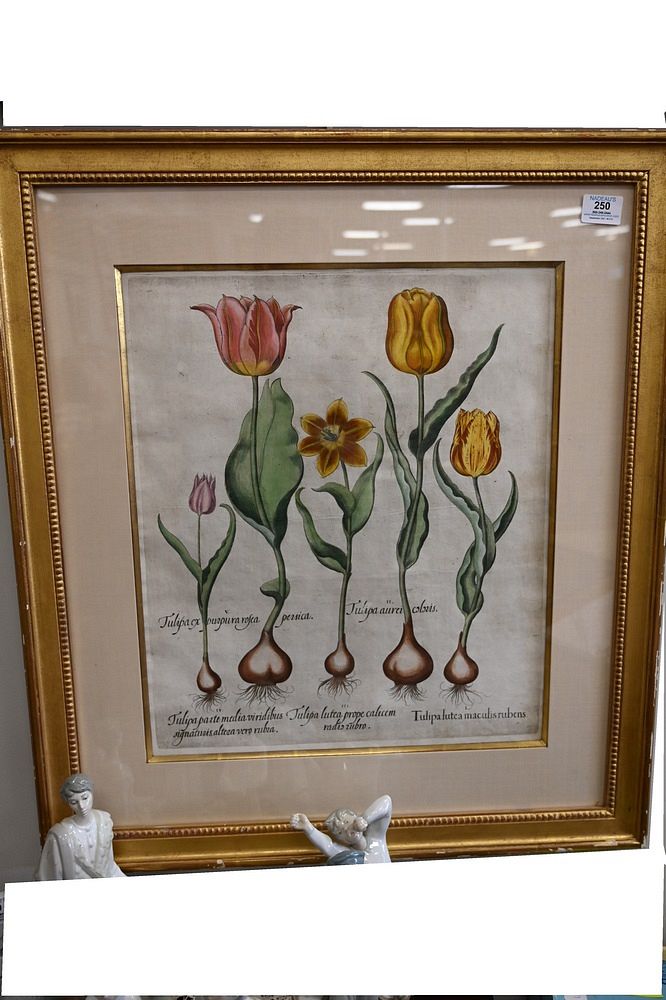 Appraisal: After Basilius Besler German - Tulipaex Purpura Rosea Persica Tulips