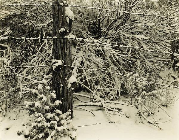 Appraisal: Edward Weston American - Tree Branches Yosemite Gelatin silver print