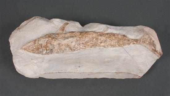 Appraisal: Fossilized fish skeleton in L in W Estimate - Age