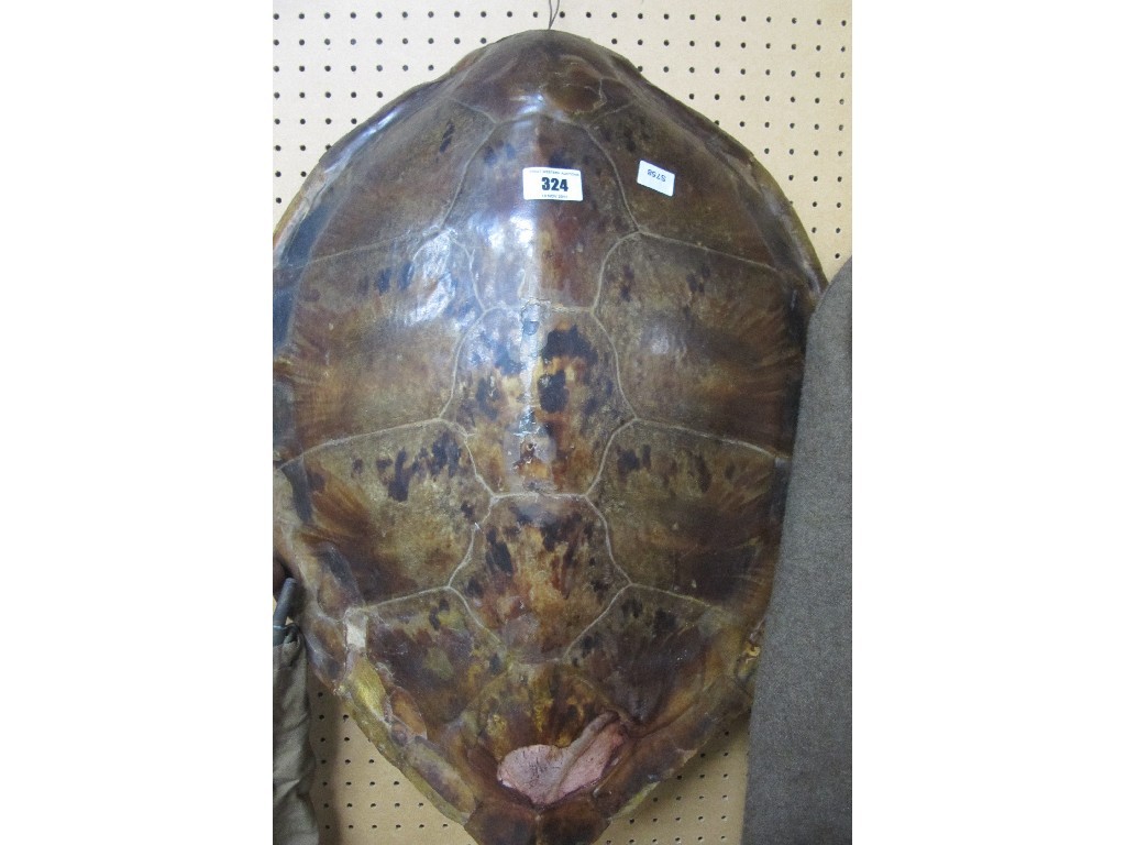 Appraisal: Turtle shell