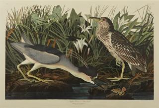 Appraisal: John James Audubon - Night Heron or Qua Bird No