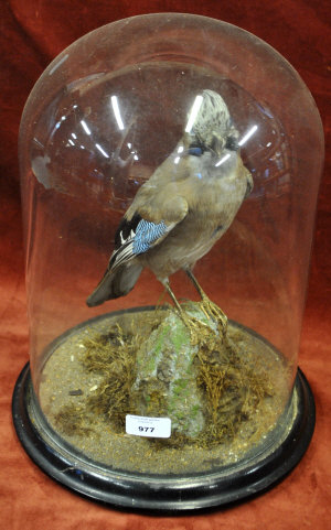 Appraisal: A taxidermied Jay on naturalistic rock under glass dome case