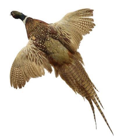 Appraisal: Pheasant taxidermy trophy mount mounted on wood wings spread in