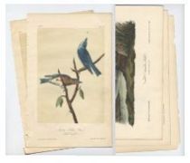 Appraisal: Another Set of Five Audubon Prints Five loose colored lithograph