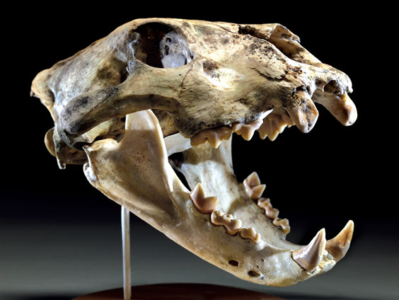 Appraisal: LION SKULL Felis leo Africa This is a genuine skull