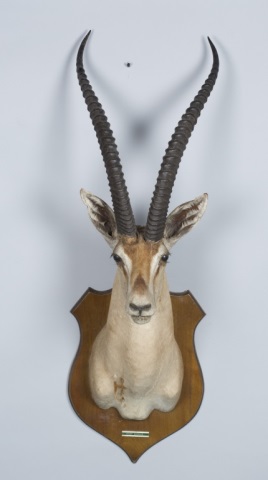 Appraisal: Grant Gazelle Trophy Mount This lot will only be sold