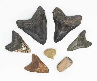 Appraisal: A Collection of Fossils Including Large Carcharodon Megalodon Shark Teeth