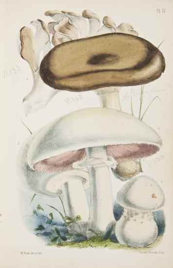 Appraisal: Edible Fungi - Badham Charles David A Treatise on the