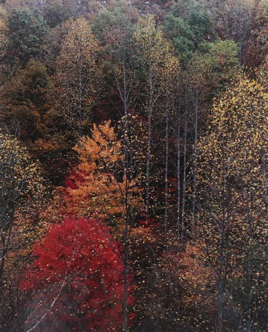 Appraisal: ELIOT PORTER American - COLOR OF TREES NEWFOUND GAP ROAD