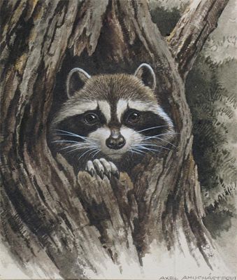 Appraisal: Axel Amuchastegui Argentine - Racoon Signed Watercolour heightened with bodycolour