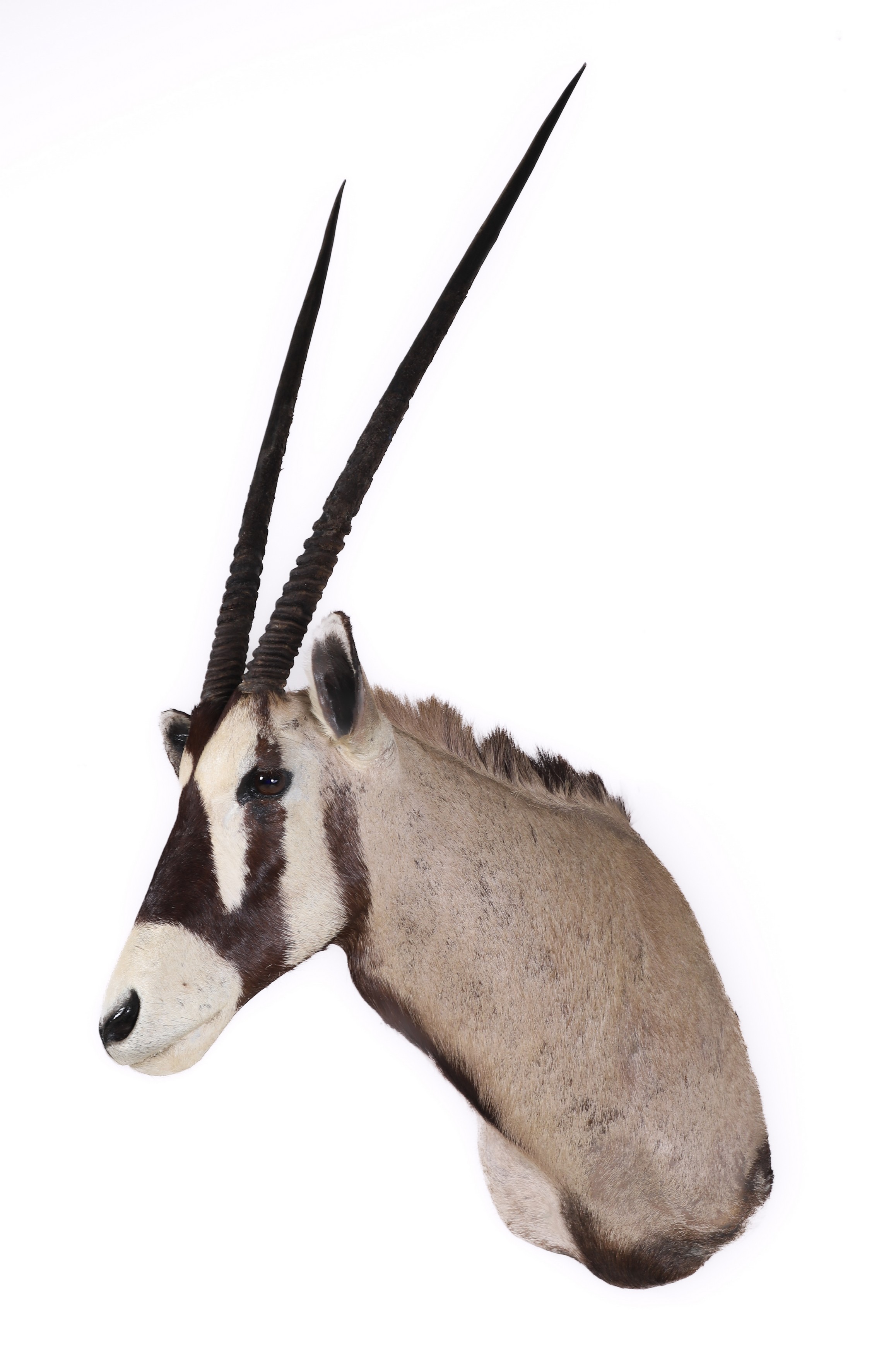 Appraisal: Oryx Gemsbok Shoulder Mount Taxidermy