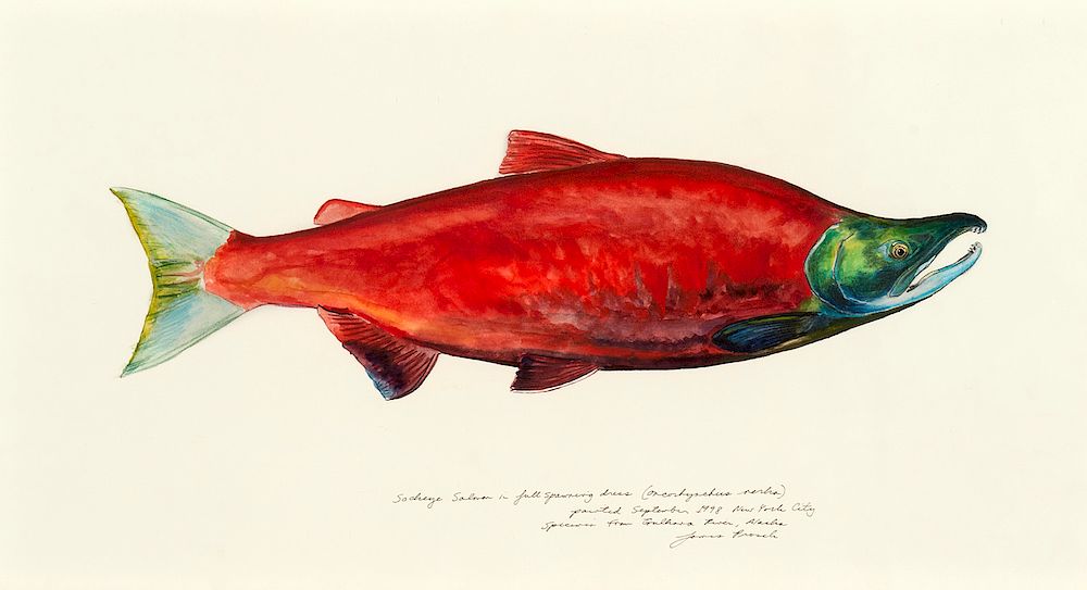 Appraisal: James Prosek Sockeye Salmon in Full Spawning Prosek James b