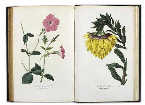 Appraisal: ANNALES DE FLORE ET POMONE ou journal des jardins et