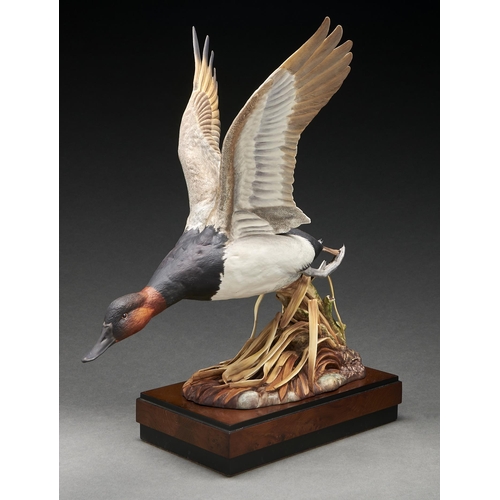 Appraisal: A Royal Worcester model of a Canvas-back Duck designed by