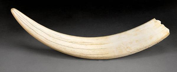 Appraisal: Walrus Tusk Odobenus rosmarus Cold Artic Seas of the Northern