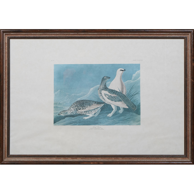 Appraisal: John James Audubon American - Rock Grous No Plate Princeton