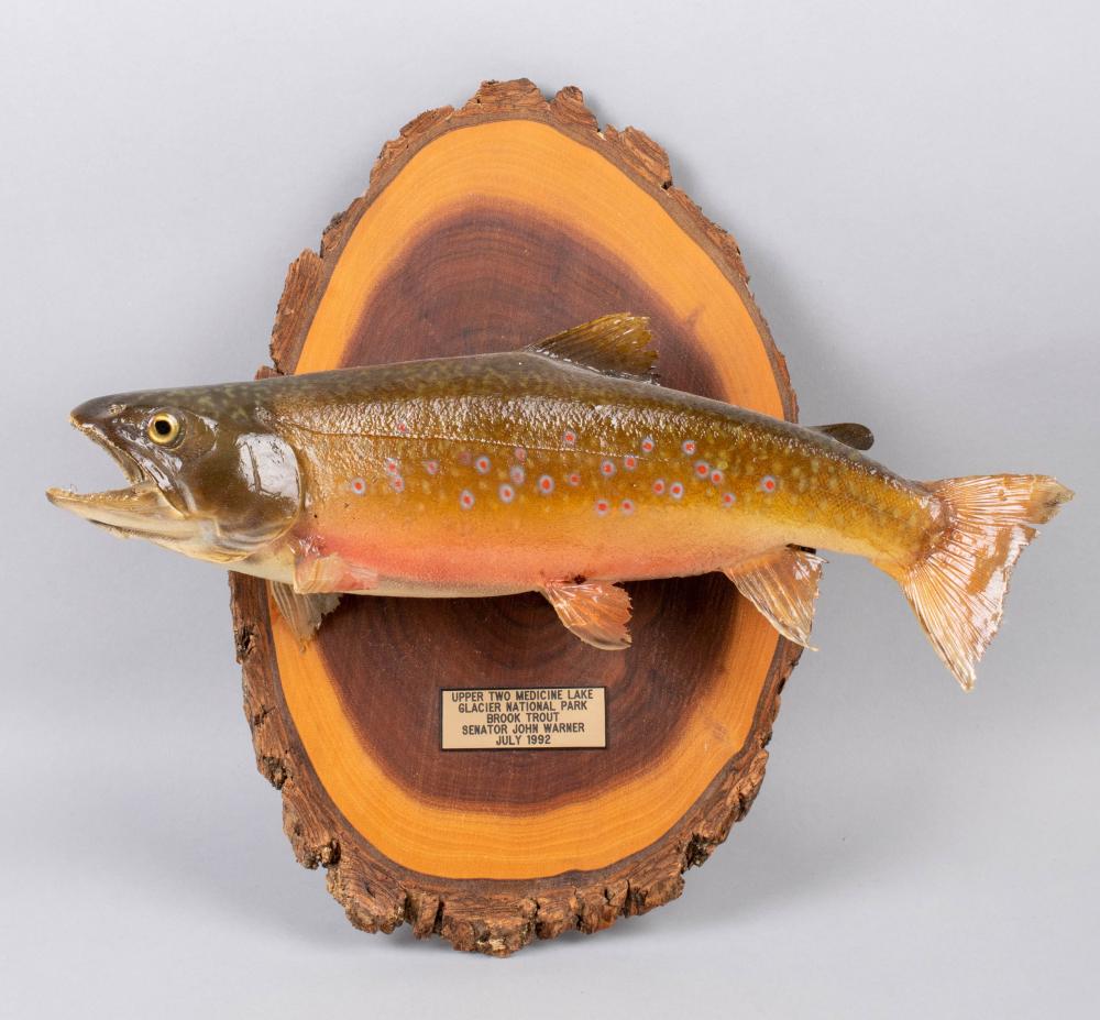 Appraisal: SENATOR JOHN WARNER'S MOUNTED BROOK TROUT TAXIDERMY on cross section