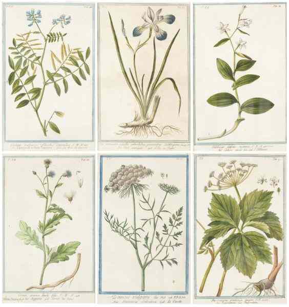 Appraisal: Group of Six th century Botanical DrawingsFrench watercolor and pen