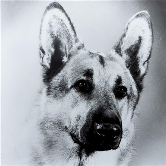 Appraisal: Five Works of Art depicting German Shepherds Largest x inches