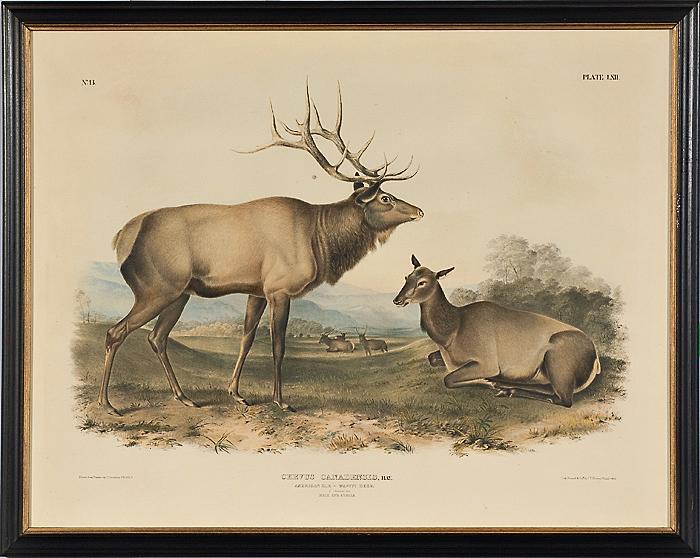 Appraisal: AUDUBON IMPERIAL QUADRUPED AMERICAN ELK ca Plate LXII Hand colored