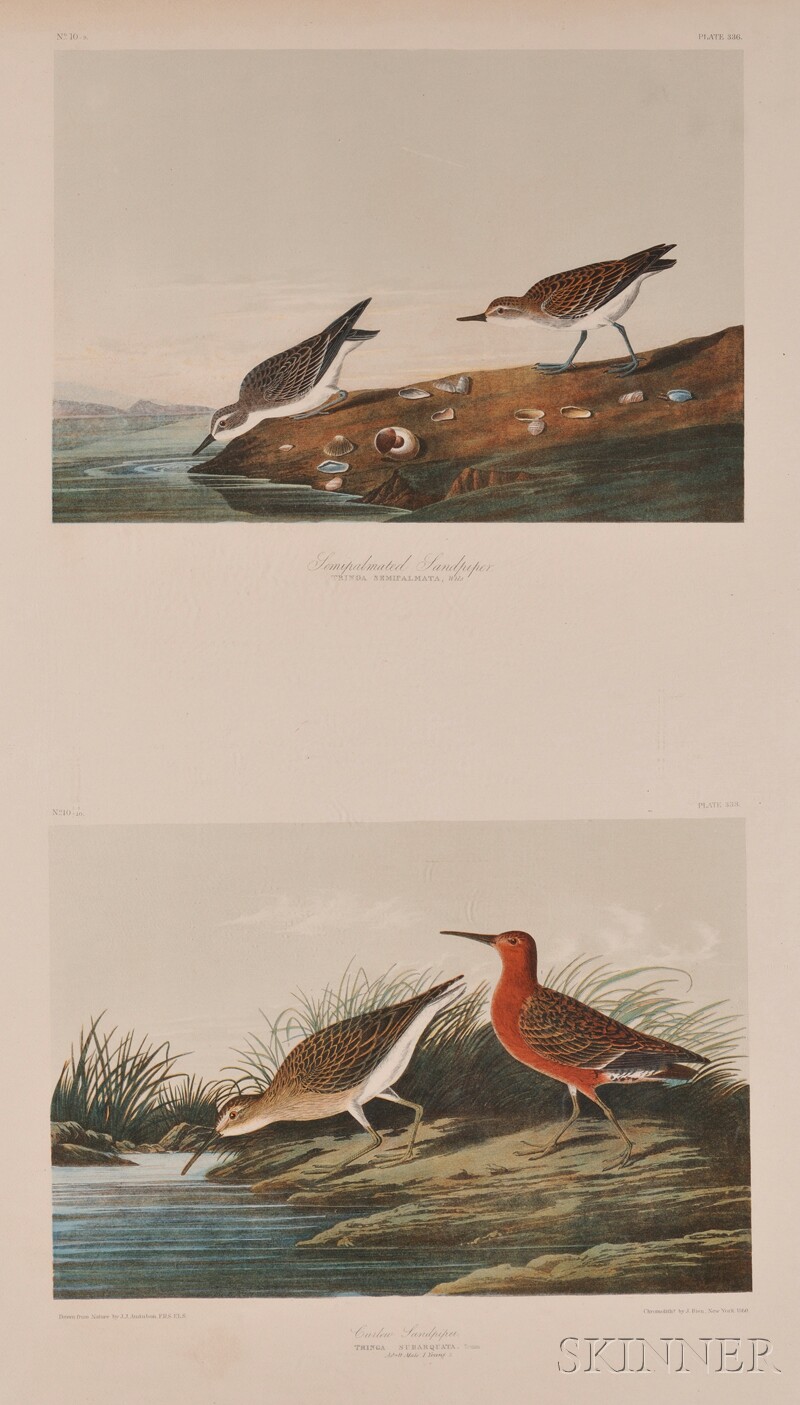 Appraisal: Audubon John James - Semipalmated Sandpiper and Curlew Sandpiper plate