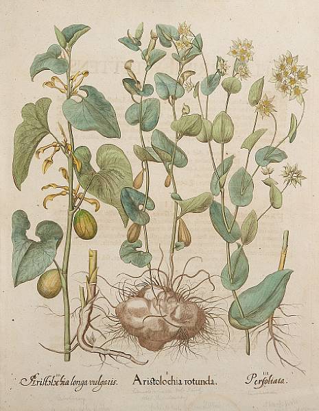 Appraisal: Basilius Besler German - Aristolochia rotunda from Hortus Eystettensis Engraving