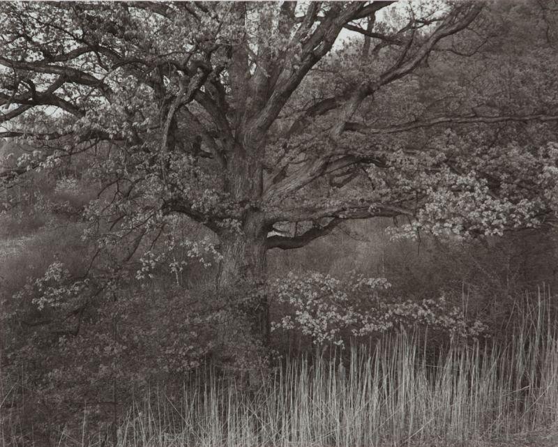 Appraisal: George Tice born Newark NJ gelatin silver print Tree Hormel