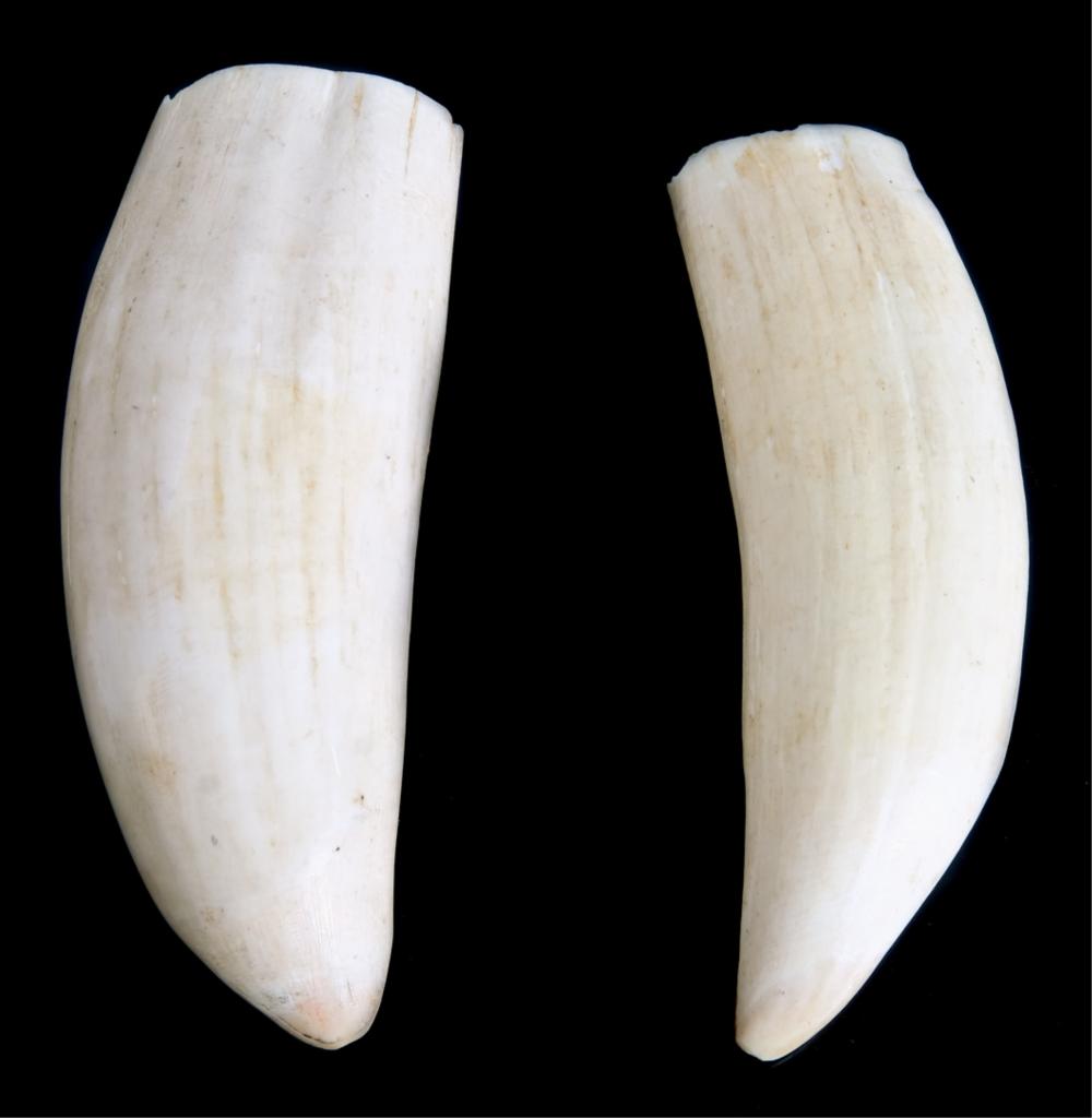 Appraisal: TWO SPERM WHALE TEETHTwo sperm whale teeth both blanks with