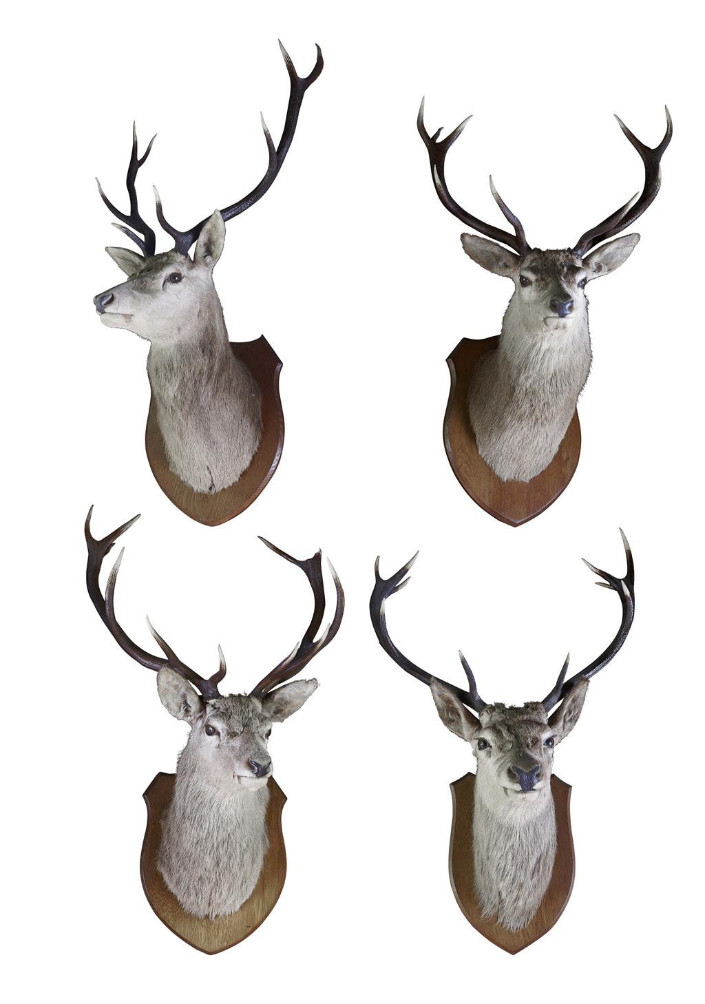 Appraisal: FOUR TAXIDERMY STAG'S HEADS LATE TH EARLY TH CENTURY on