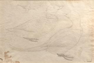 Appraisal: Isaac Sprague - Four Pencil DrawingsLong-Tailed Duck Pair by in