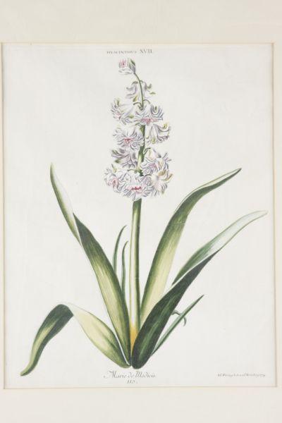 Appraisal: Adam Wirsing Botanical Engraving th century Hyacinthus XVII Marie de