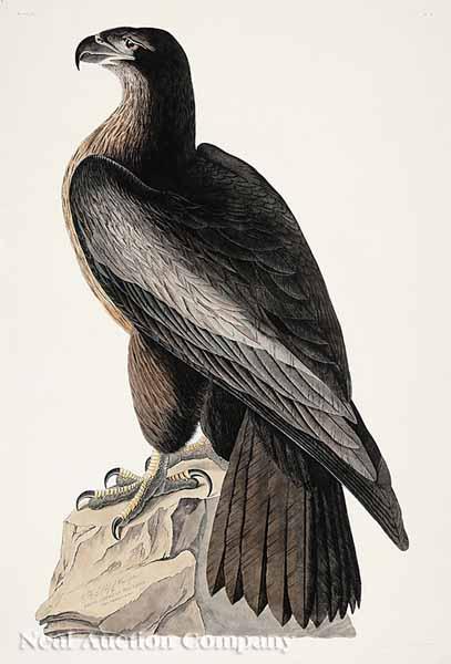 Appraisal: After John James Audubon American - The Bird of Washington