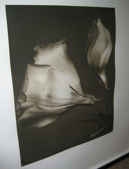 Appraisal: TOM BARIL AMERICAN B EUSTOMA LISIANTHUS two black and white