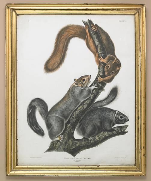 Appraisal: After John James Audubon by J T Bowen From Quadrupeds