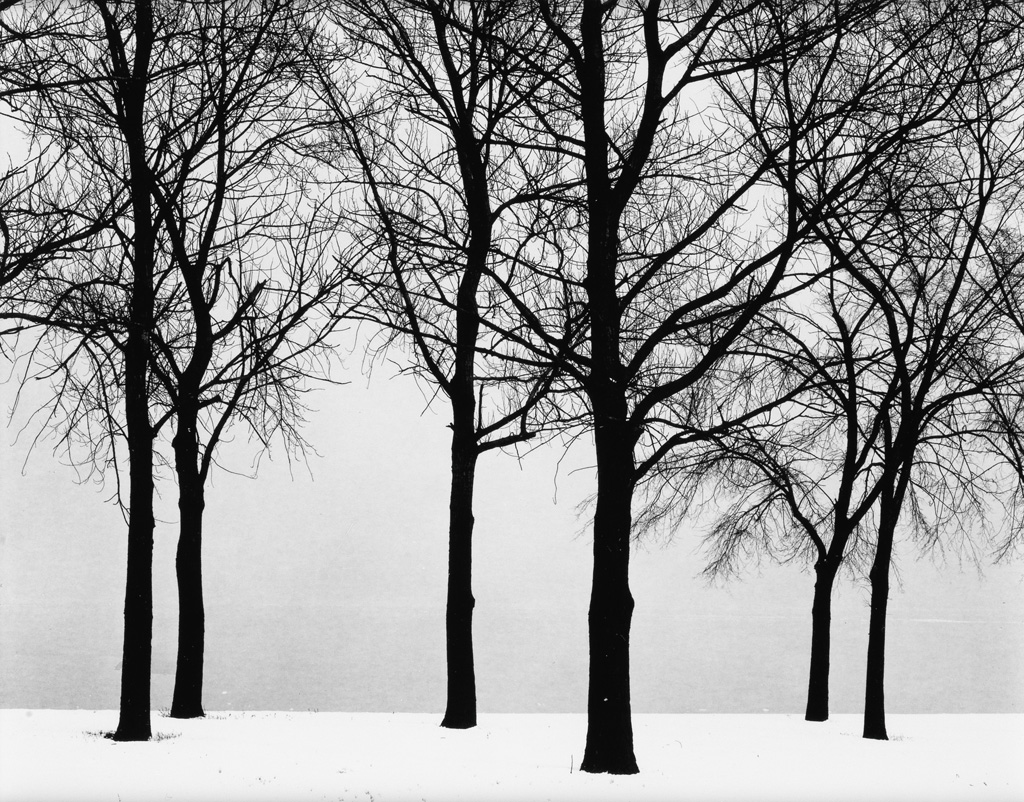 Appraisal: HARRY CALLAHAN - Chicago trees in snow Silver contact print