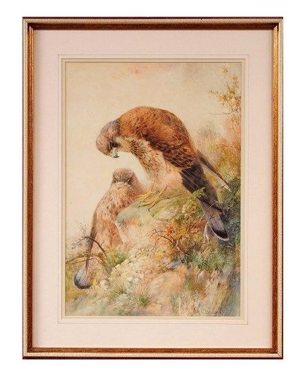 Appraisal: Charles H C BaldwynBuzzardssignedwatercolour cm x cm x