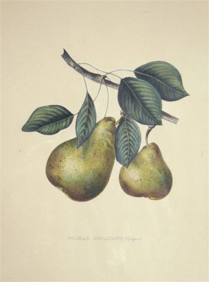 Appraisal: pieces Hand-Colored Lithographs - Pears C Mid th-Century to vo