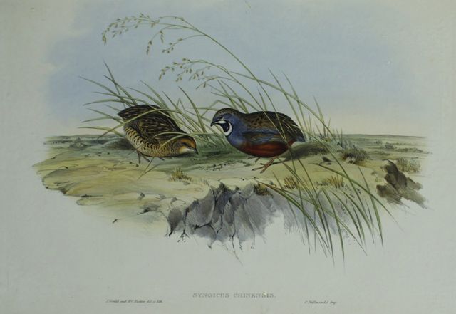 Appraisal: Chinese Quail Synoicus Chinensis