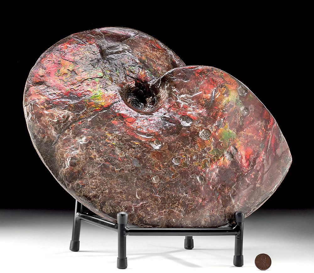 Appraisal: Very Rare Huge Opal Ammolite Bitten by Mosasaur North America