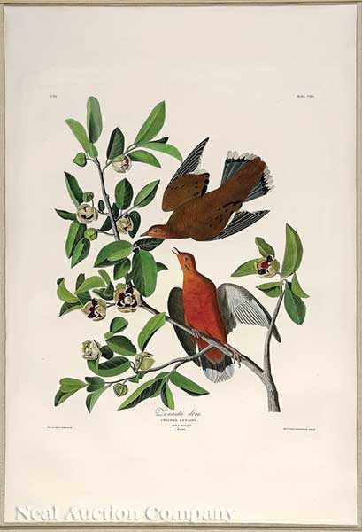 Appraisal: John James Audubon American - Zenaida Dove Plate hand-colored engraving